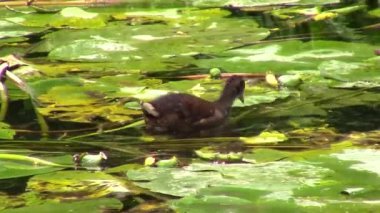 Juvenil Moorhen üzerinde bir akım besleme nilüferler içinde kaplı.  