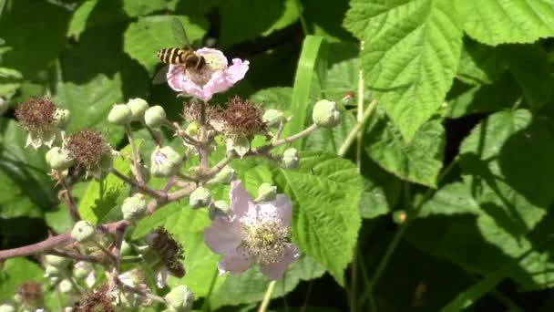 Schwebfliege ernährt sich von den Blüten eines Brombeerstrauches. — Stockvideo