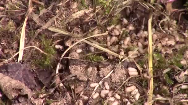 Gros plan d'un nid de fourmis . — Video