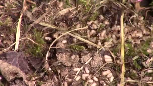 Detailní záběr mravenci hnízdo — Stock video