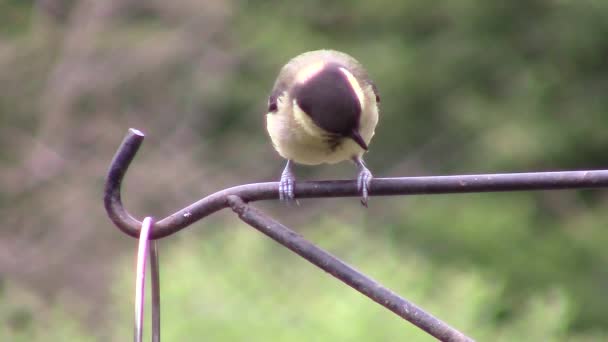 Great Tit perched and hopping on a metal rail. — Wideo stockowe