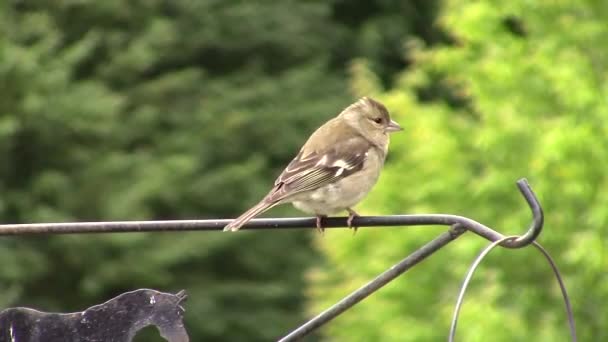 Finch perched and hopping on a metal rail. — Stock Video