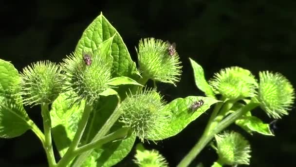 Mosca doméstica o biberón azul alimentándose de las flores de un cardo . — Vídeo de stock