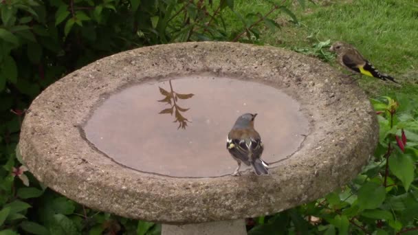 Erdei pinty, Goldfinch és iszik egy birdbath kék cinege. — Stock videók