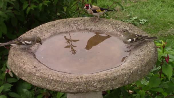 Greenfinch とゴールドフィンチ birdbath から飲む. — ストック動画