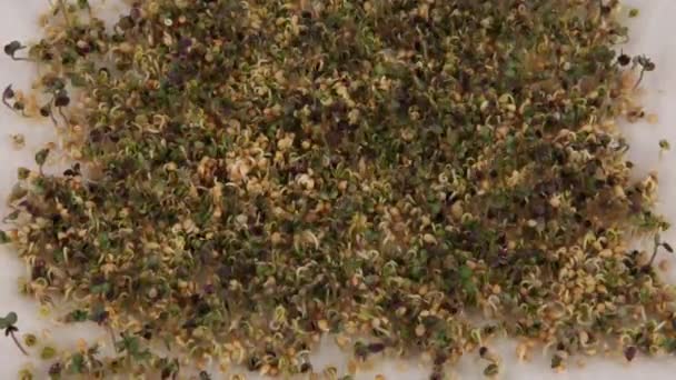 Tijd ronden 4 k video of slow-motion van planten die groeien. — Stockvideo