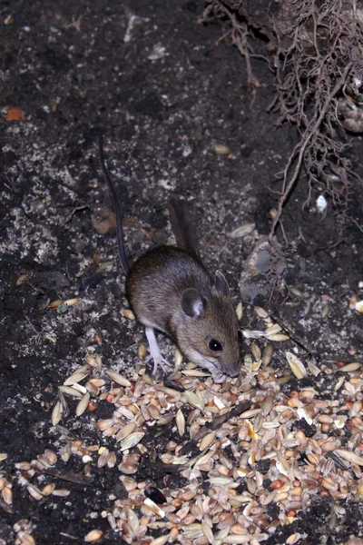 Wild mouse scavenging for food — Stock Photo, Image