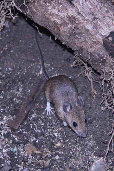 Wild mouse scavenging for food — Stock Photo, Image