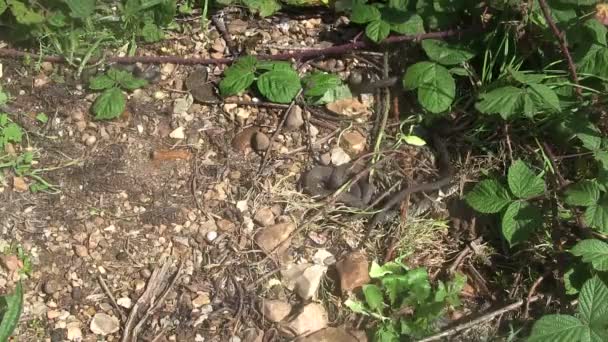 British grass snakes basking in a sunny, sheltered position. — Stock Video