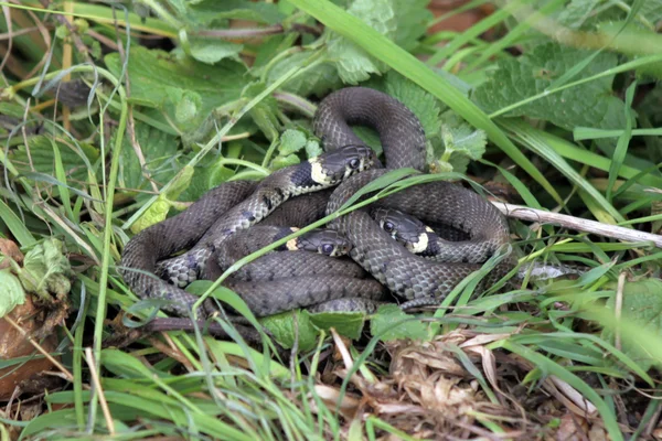 Britse gras slangen — Stockfoto