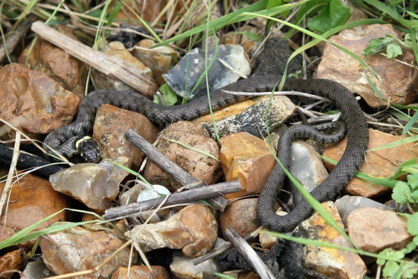 British grass snakes — Stock Photo, Image