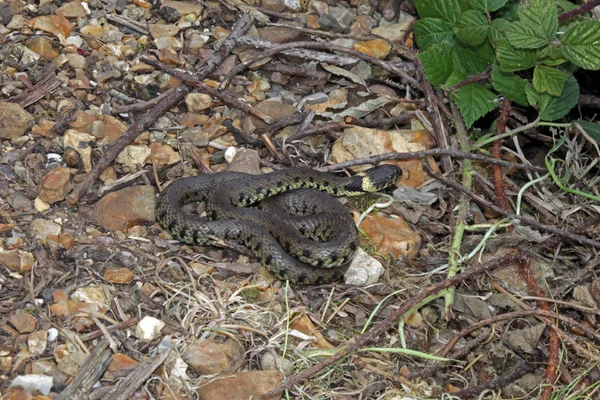 British grass snakes — Stock Photo, Image