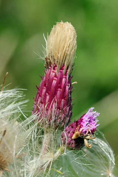 Thistle gaan op zaad, — Stockfoto