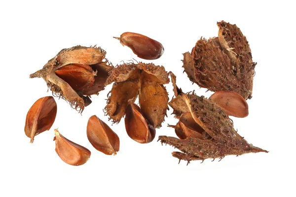 Beechnuts and husks — Stock Photo, Image