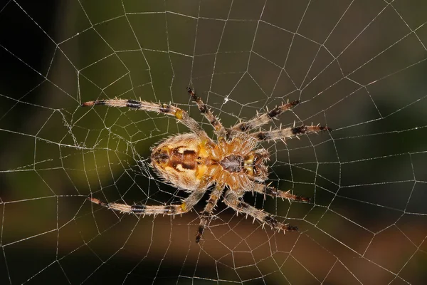 Araña sentada en su tela. — Foto de Stock