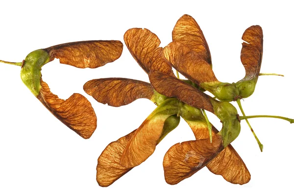 Maple tree seeds Stock Picture