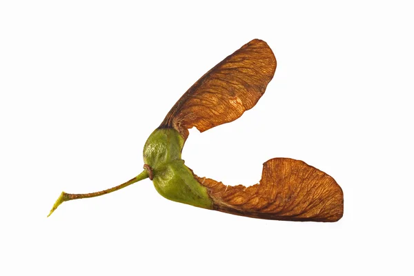 Maple seeds on a plain white background — Stock Photo, Image