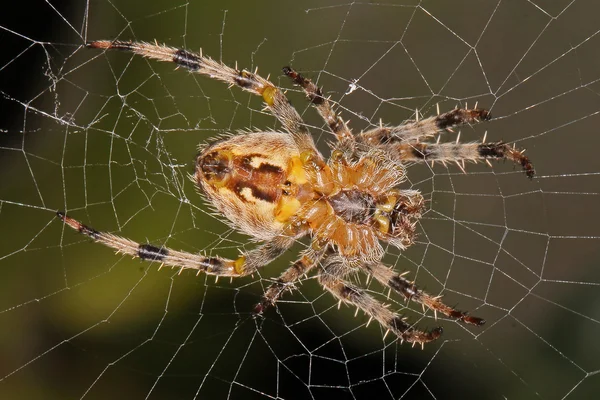 Primer plano, macro foto de una araña — Foto de Stock