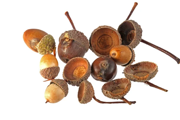 Close up photo of acorns — Stock Photo, Image