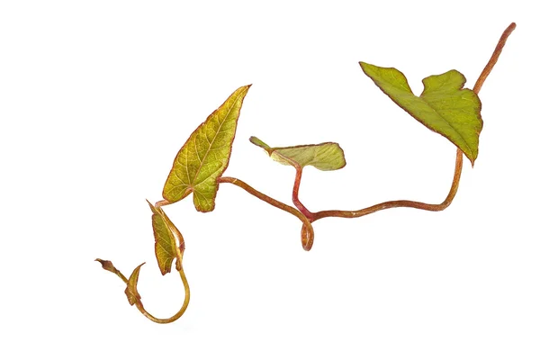 Bind weed on a plain white background — Stock Photo, Image