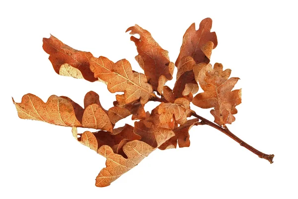 Brouwn autumn oak leaves — Stock Photo, Image