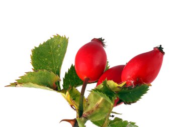 Üç kırmızı rose hips ve yaprakları