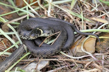 İngiliz çim yılan.