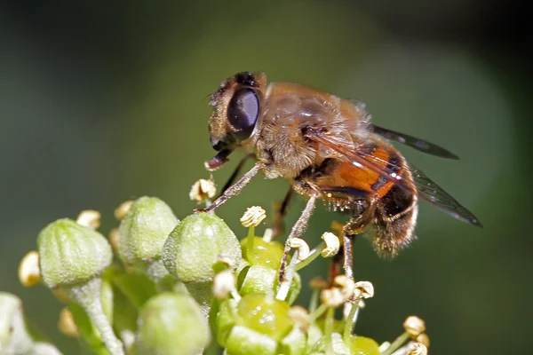 ツタ花の蜂. — ストック写真