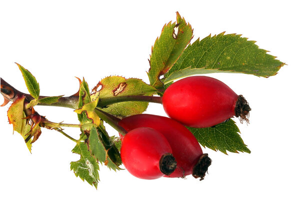 Three red rose hips