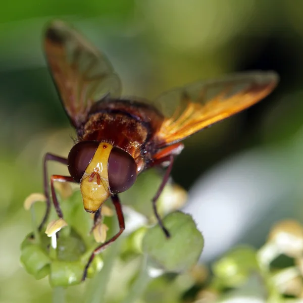 Avispa alimentándose de una flor de hiedra . — Foto de Stock