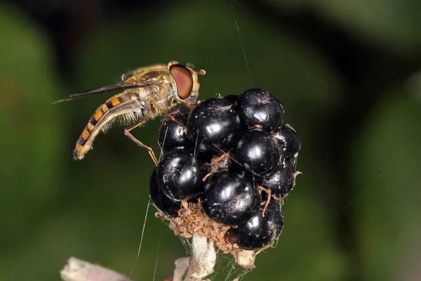 Volar la mosca alimentándose de un arbusto de mora . — Foto de Stock