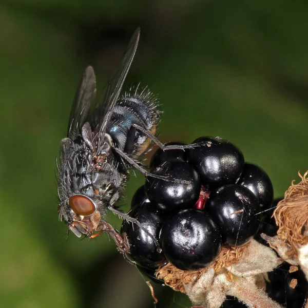 Foto de primer plano de una mosca — Foto de Stock