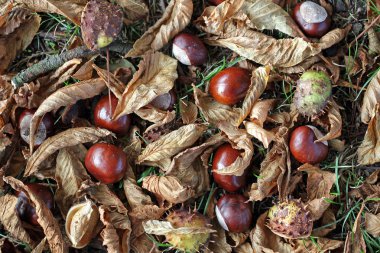 Conkers, yaprakları ve kabukları yere at kestanesi ağacının altında