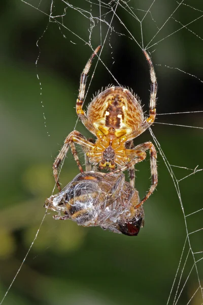 Araña en una telaraña con su hoverfly capturado . — Foto de Stock