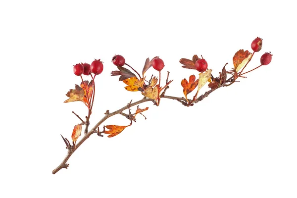 Hawthorn seeds and leaves on a plain white background — Stock Photo, Image