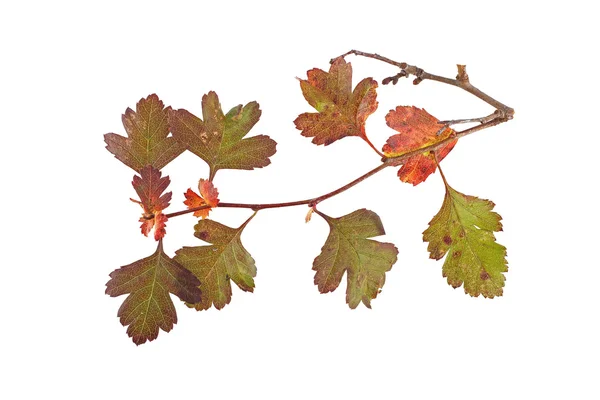 Photo rapprochée des feuilles d'automne sur fond blanc — Photo