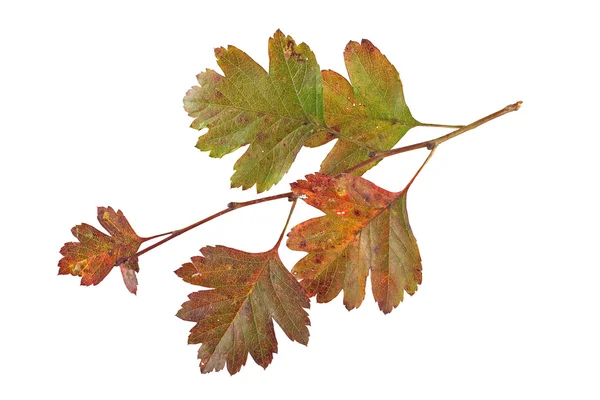 Photo rapprochée des feuilles d'automne — Photo