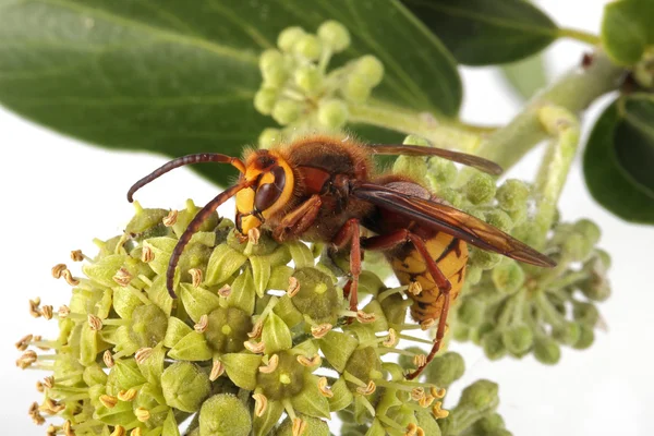 Primer plano, macro foto de una Avispa Hornet — Foto de Stock