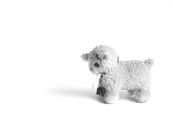 Blanc, fond blanc, arrière-plan, mascotte, peluche, moutons, brebis, isoler — Photo