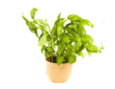 Beyaz zemin üzerine yeşil ot fesleğen 