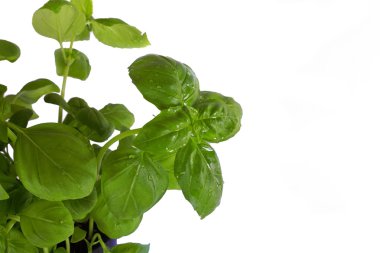 Beyaz arkaplanda yeşil fesleğen