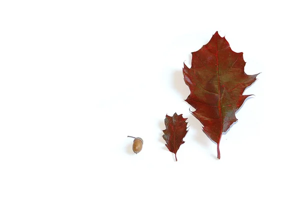 Queda, vermelho, branco, fundo branco, fundo, folha, lâmina, carvalho, dois, outono, gota, frio , — Fotografia de Stock