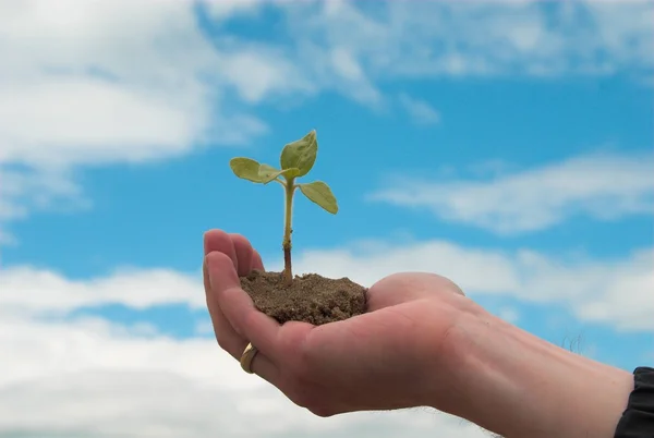 new plant on man hand on sky background