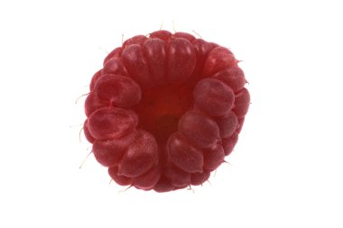 beyaz zemin üzerine Kırmızı Ahududu