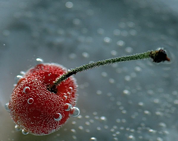 Cherry Pęcherzyki Biały — Zdjęcie stockowe