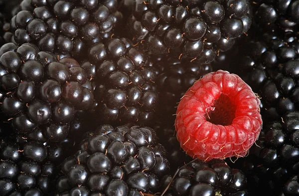 Μαύρο Βατόμουρα Βατόμουρο Μπρατς Επιδόρπιο Φαγητό Δάσος Φρούτα Βατόμουρο Κόκκινο — Φωτογραφία Αρχείου