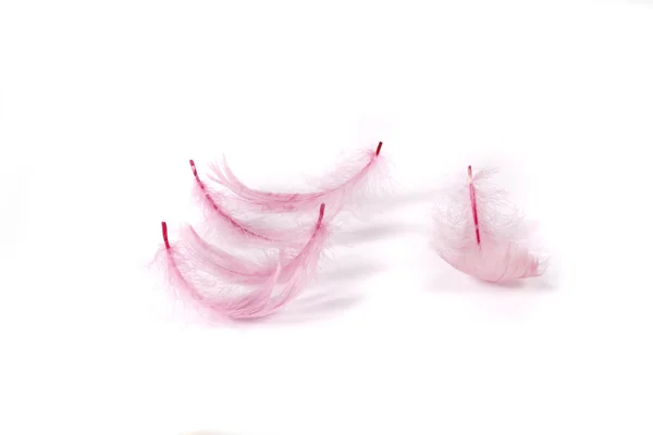 Piuma Uccello Rosa Perso Sfondo Bianco — Foto Stock