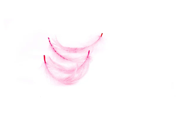Elveszett Rózsaszín Madár Toll Fehér Háttér — Stock Fotó
