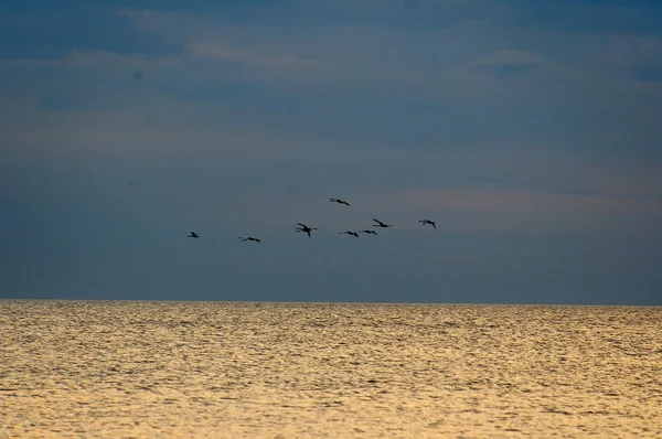 Krajobraz Niebieski Morza Bałtyckiego Tapeta Postcart Woda Ptak — Zdjęcie stockowe