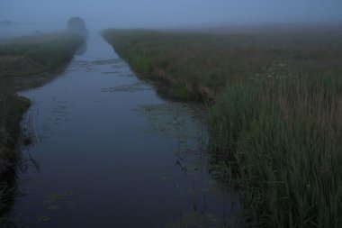 sis, ağaç, bitki, Polonya, manzara, yaz, akşam, nehir, bataklık, çim, gri, postcart 